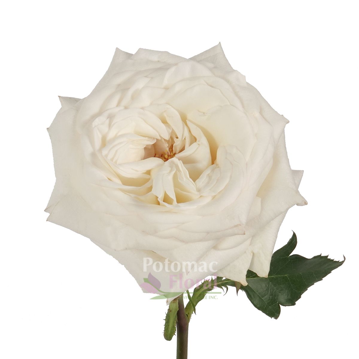 Garden Rose, Candlelight Huge Creamy White Very Long Lasting